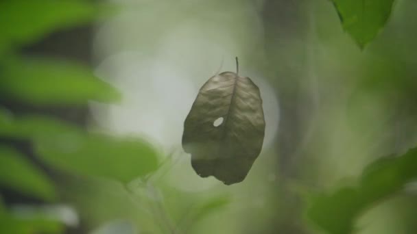 Aranha e sua teia na floresta, folha verde voando na teia de uma aranha — Vídeo de Stock