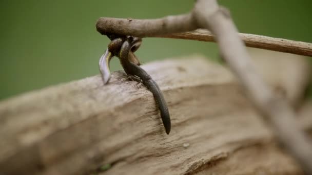 Aardworm in groen mos. Herfstbos. wildernis scene. — Stockvideo