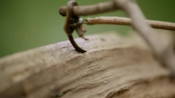 Reuzenregenworm in het tropische regenwoud — Stockvideo