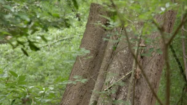 Pohled na pohyb lesa zevnitř. pohyb pohybující se kamery uvnitř zeleného lesa. — Stock video