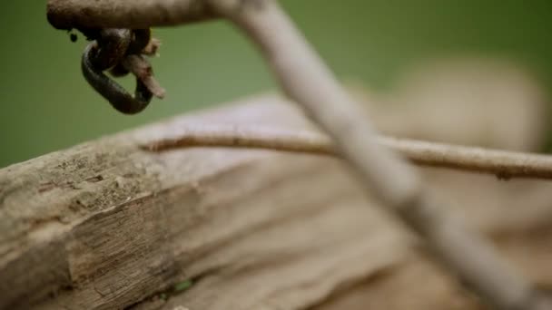 En enda daggmask kryper runt i en skog — Stockvideo
