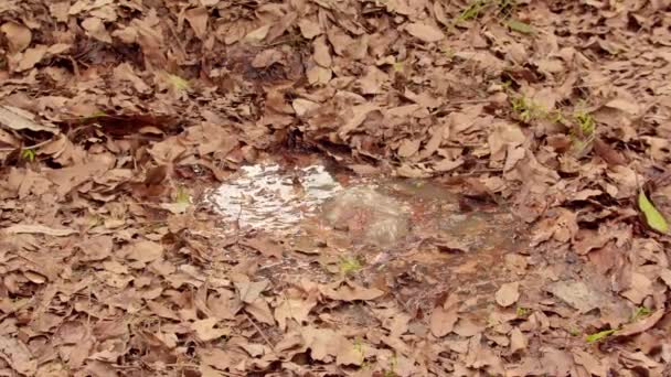 Een blad bedekt moeras in het bos moeras landschap — Stockvideo