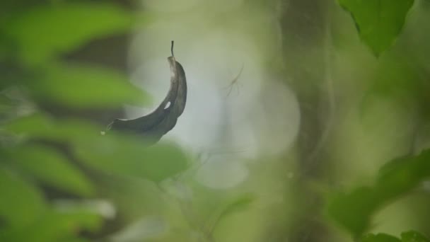 Feuille verte volant dans une toile d'araignée en contre-jour, Gros plan d'un filet d'araignée dans une forêt verte . — Video