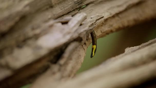 Κοντινό πλάνο του Earthworm Crawling δέντρο Δάσος — Αρχείο Βίντεο