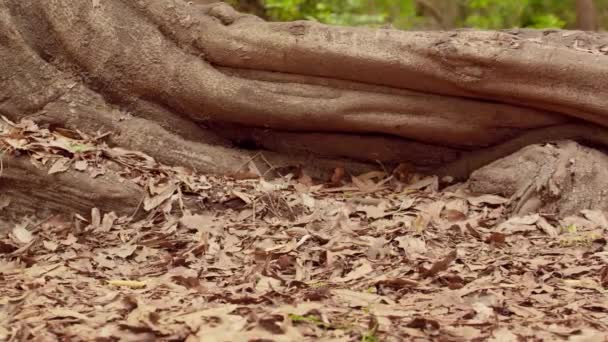 Осіннє листя в лісі, осіннє листя на природі — стокове відео