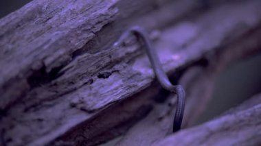 Solucan geceleri yeşil orman ağacına doğru sürünür.