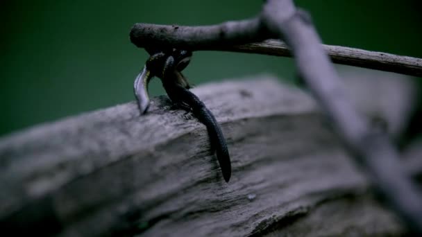 La lombriz de tierra se arrastra en el árbol verde del bosque por la noche — Vídeos de Stock