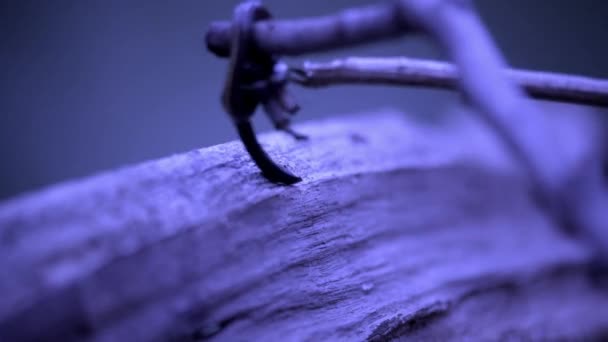 The earthworm is crawling on green forest tree branch at night time — Stock Video