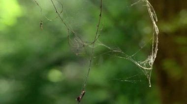 Örümcek ağında ölü örümcekle örümcek ağı - makro yakın çekim