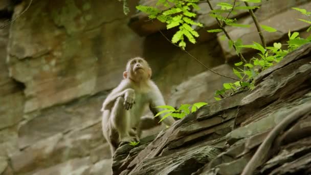 Monkey in the wild jungles of Asia. close up of wild monkey sitting on a rain forest in india — Stock Video