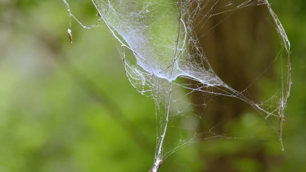Spindel netto i skogen hänger på busken. — Stockvideo