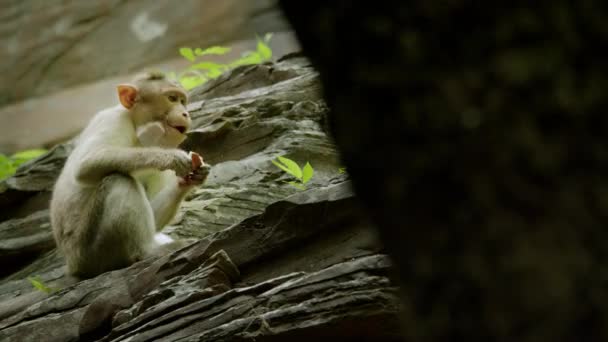 Mono comiendo coco en la selva tropical, bosque de monos — Vídeos de Stock