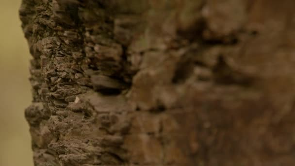 Seção de montanha de turno de foco de uma parede na floresta , — Vídeo de Stock