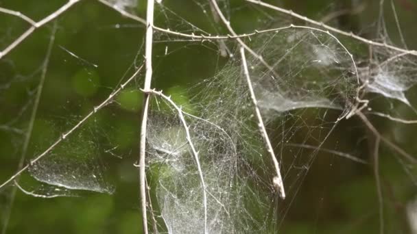 Red de araña en el bosque colgando en el arbusto . — Vídeos de Stock