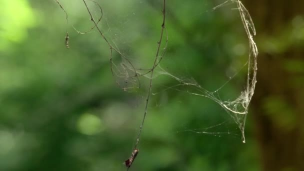 Pajęczyna z martwym pająkiem w pajęczynie - makro zbliżenie — Wideo stockowe