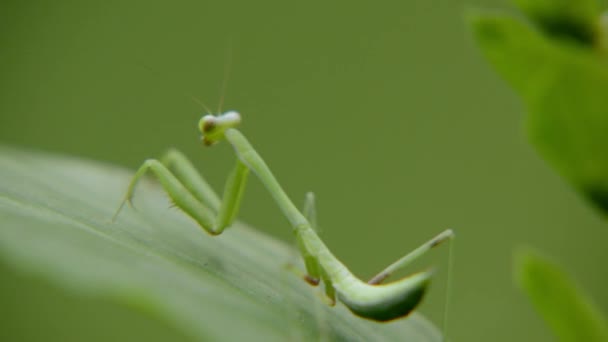 Закройте багажник зеленого Grasshopper в лесу. Макро выстрел . — стоковое видео