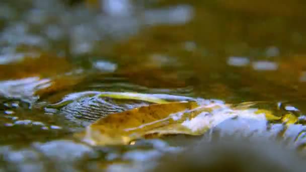Ροή καταρράκτη και κύμα νερού που τρέχει πάνω από βράχους με το χέρι του ανθρώπου pickup φύλλα σε τρεχούμενο νερό — Αρχείο Βίντεο