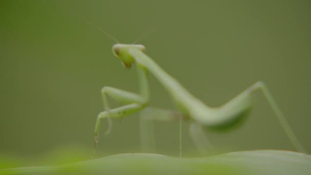 Green grasshopper sits on leaf in forest. Macro shot. — Stock Video