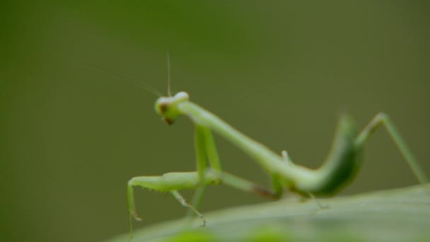 Zelený kobylka sedí na listí v lese. — Stock video