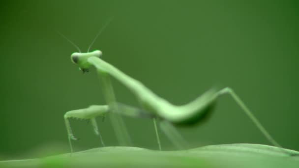 Gros plan sur la sauterelle verte Saute sur les feuilles dans la forêt . — Video