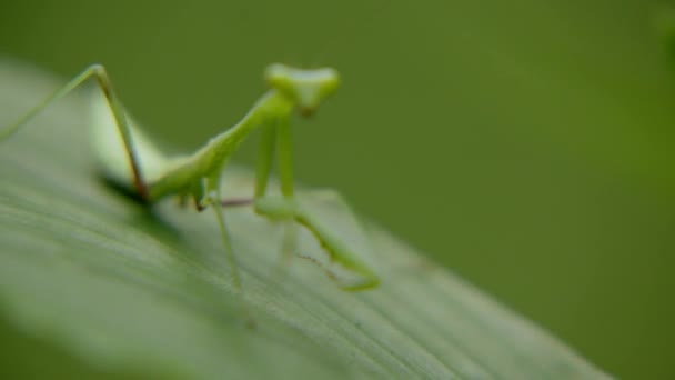 Extremo Close Up Rack foco de gafanhoto verde na planta — Vídeo de Stock