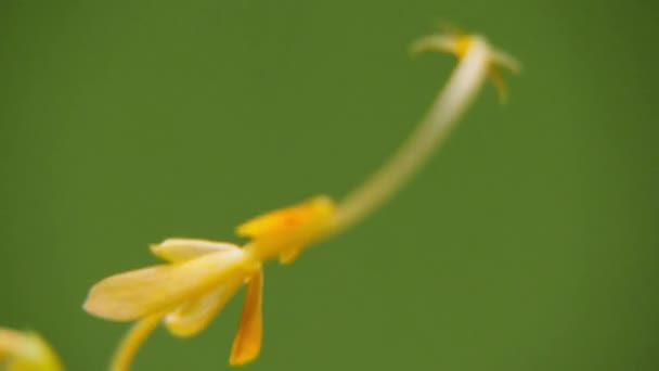 Macro vista de cerca de hermosos brotes de flor amarilla en hoja verde en el bosque . — Vídeo de stock