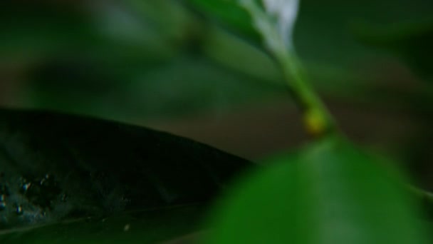 Makroaufnahme grüner Blätter mit Wassertropfen aus dem Tau. Herbstkonzept, Wald, Bäume, Wald, Regen, Frische — Stockvideo