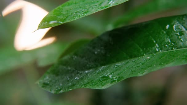 Gocce d'acqua su foglie verdi primo piano natura — Video Stock