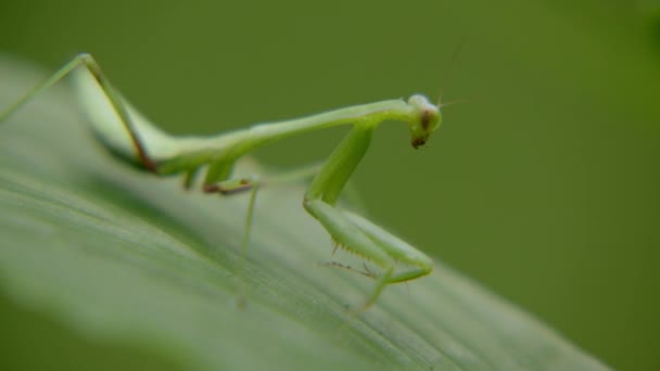 La sauterelle est assise sur une feuille verte dans une forêt tropicale humide . — Video