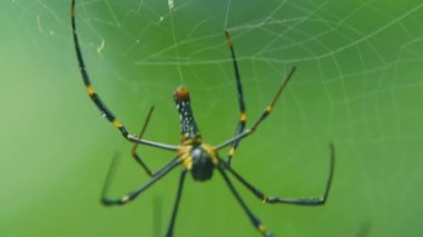 Ormanda bir örümcek ağda oturur. Örümcek ağda ve yeşil bulanık arkaplan.