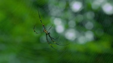 Örümcek, böceği ağa taktı. Karanlık ormandaki ormanda bir örümcek ağı..