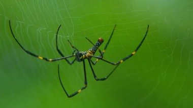 tropik ormandaki web üzerindeki video örümcek kapatın.