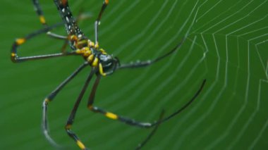 Tropikal yağmur ormanlarında ağda büyük bir örümcek.