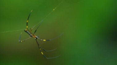 Nephila pilipes örümcek, tropikal yağmur ormanlarında web üzerindeki altın küre-web örümcek türüdür.