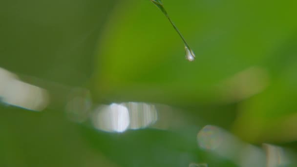 Wasser-Regentropfen mit frischem grünen Blatt für die Natur Hintergrund der Nahaufnahme Tautropfen fallen vom Blatt — Stockvideo