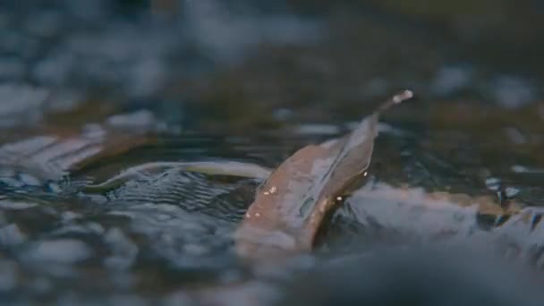 흐르는 폭포와 나뭇잎으로 바위 위를 흐르는 파도 — 비디오