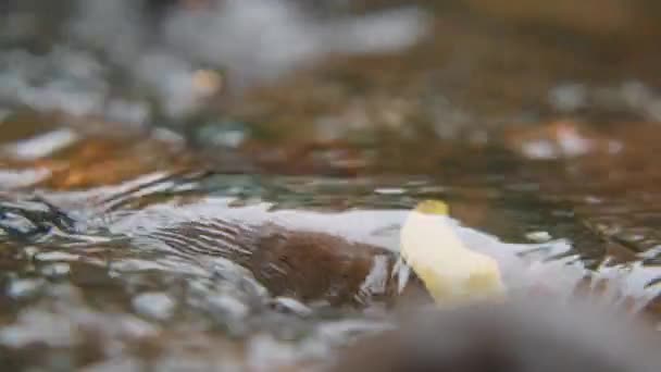 Virtaava vesiputous ja vesi aalto kulkee yli kiviä ihmisen käsi pickup lehdet juoksevassa vedessä — kuvapankkivideo