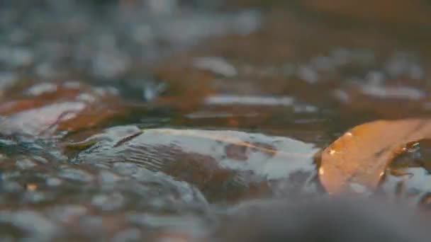 Cachoeira fluindo e onda de água correndo sobre rochas com folhas — Vídeo de Stock