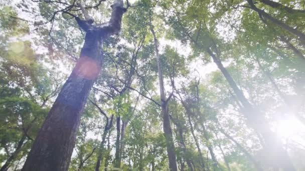 Hermosa mañana de otoño en el bosque, la luz del sol filtrándose a través de las hojas de los árboles , — Vídeo de stock