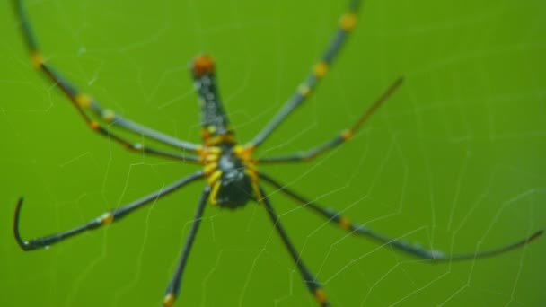 Primer plano araña de vídeo en la web en el bosque tropical . — Vídeo de stock