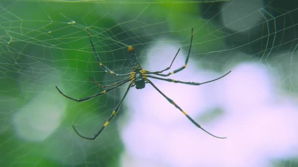 Una gran araña en la red en la selva tropical . — Vídeos de Stock