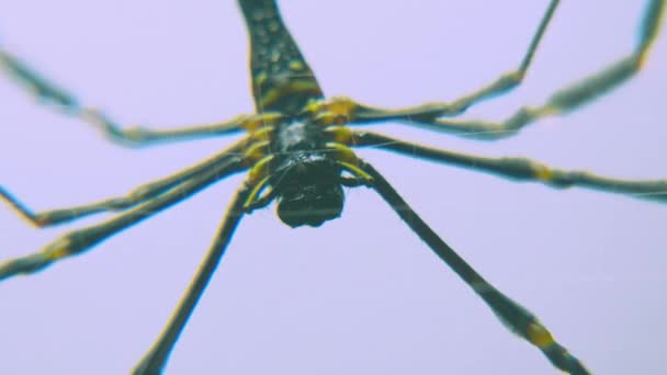 Nahaufnahme Video Spinne im Netz in tropischen Wäldern. Makro — Stockvideo