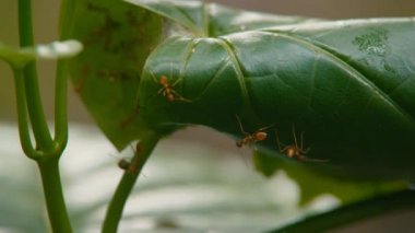 Yuvanın etrafındaki dokumacı karıncaların faaliyetlerini kapat.