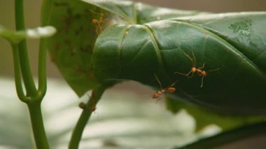 Karınca yuvaları ağaçtaki yapraktan yapılır.