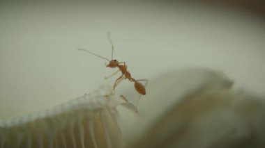 Yakın çekim makro çekim kırmızı karıncalar beyaz mantar etrafında hareket