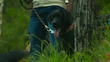 Ormanda köpek zincirini polis tutuyor.
