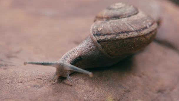 蜗牛在花园里爬过木板。. — 图库视频影像