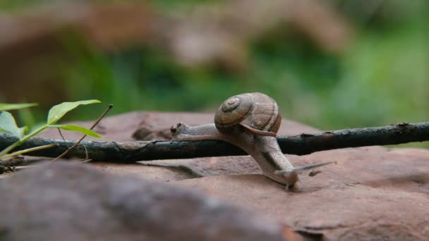 Caracol en una roca, Caracol se arrastra sobre el árbol . — Vídeos de Stock