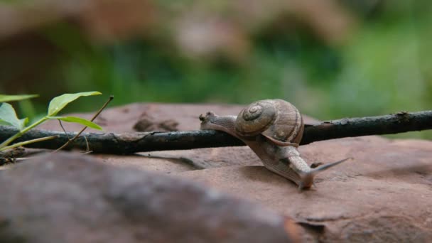 A szőlő csiga lassan mászik át a fán.. — Stock videók