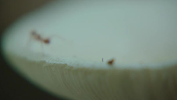 Gros plan macro fourmis rouges se déplacent autour du champignon blanc 